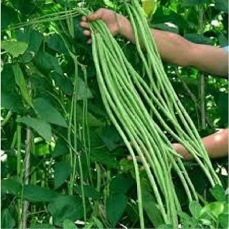 Sitaw (String Beans)