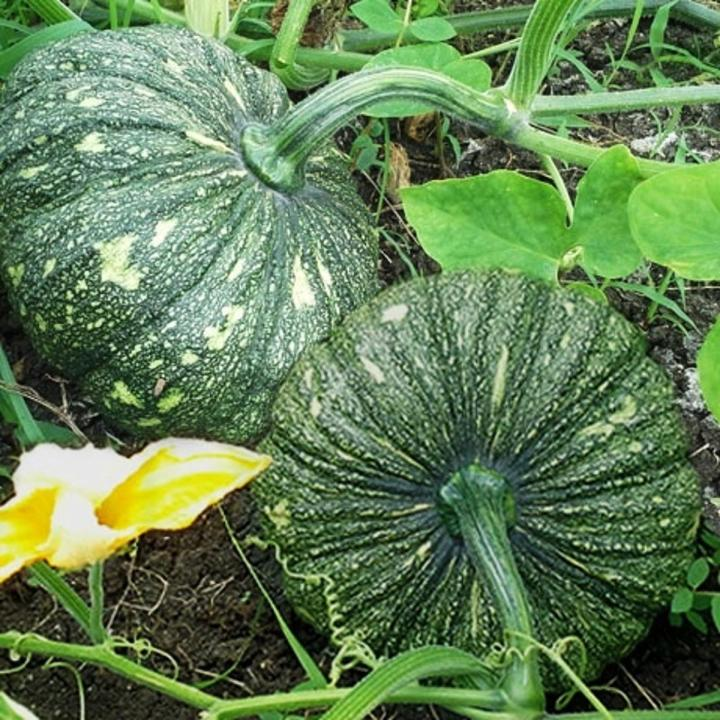 Kalabasa/Pumpkin