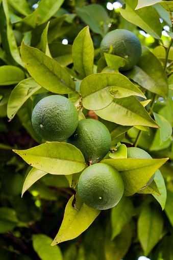 Calamansi