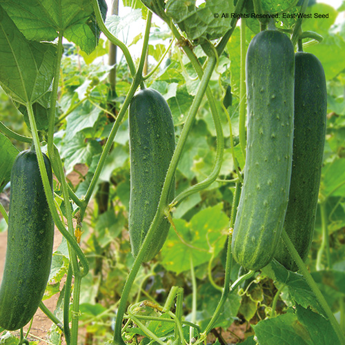Pipino (Cucumber)