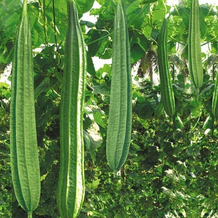 Patola (Sponge Gourd)