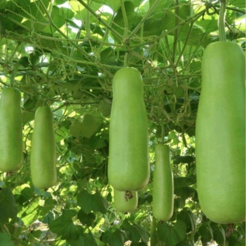 Upo (Bottle Gourd)