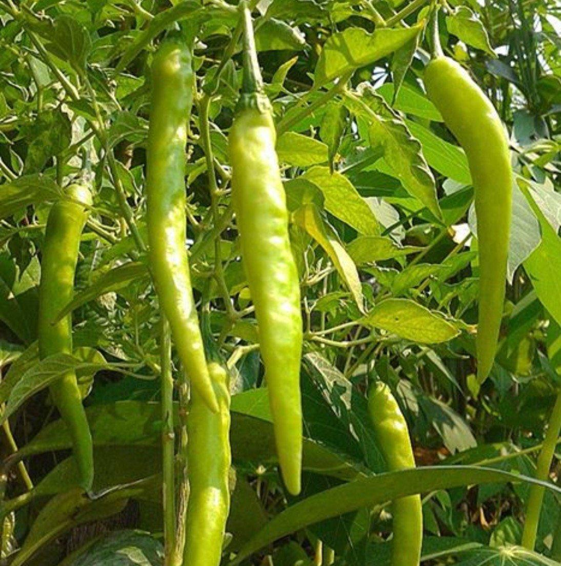 Green Sili