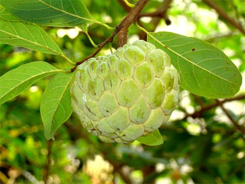 Atis (Sugar Apple)