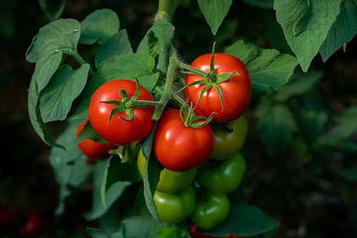 Kamatis (Tomato)